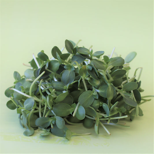 Sunflower Microgreens 100g